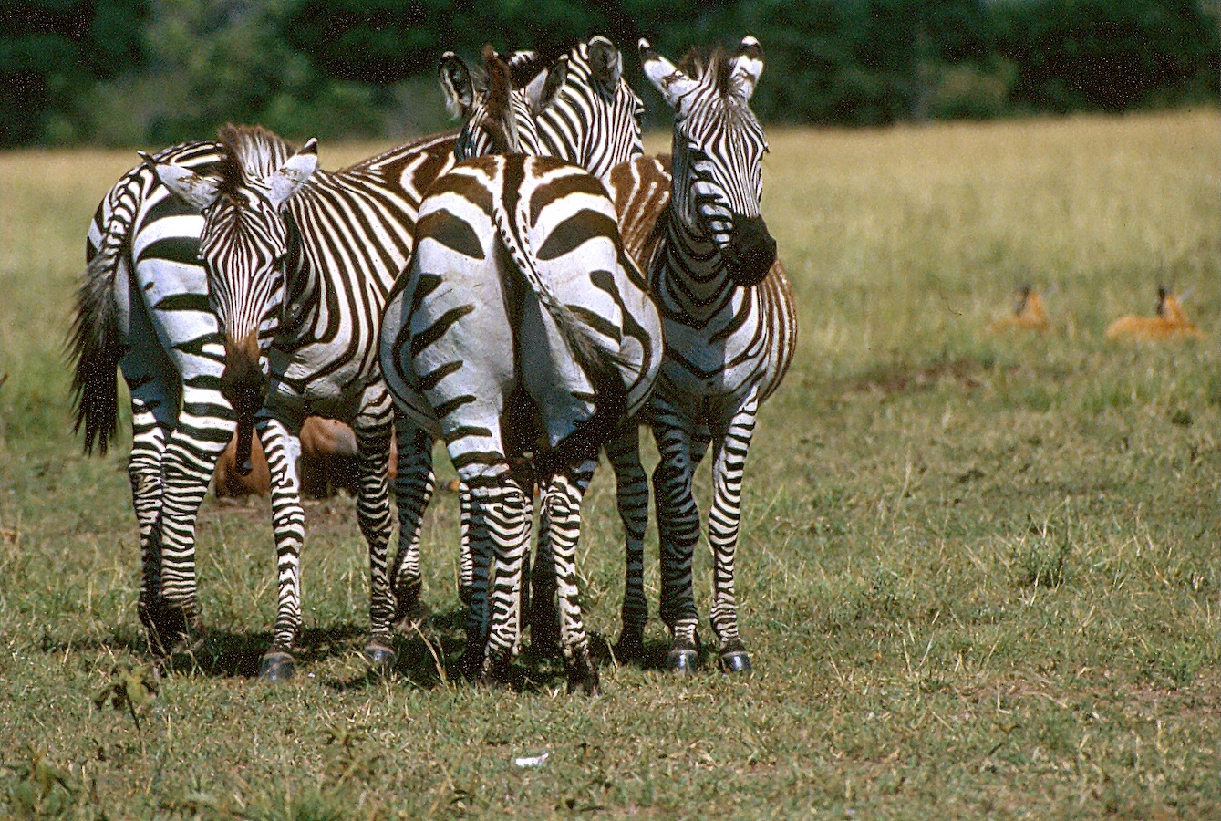 placeholder image sq