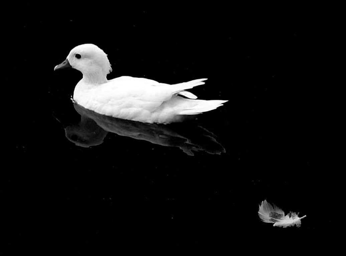 placeholder image sq